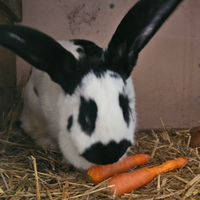 Conigli Papillon giovani