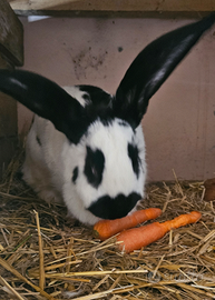 Conigli Papillon giovani