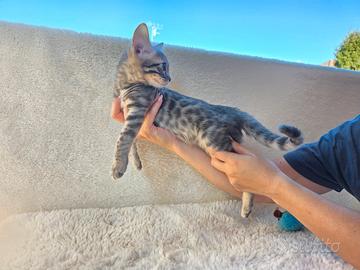Gatto del Bengala