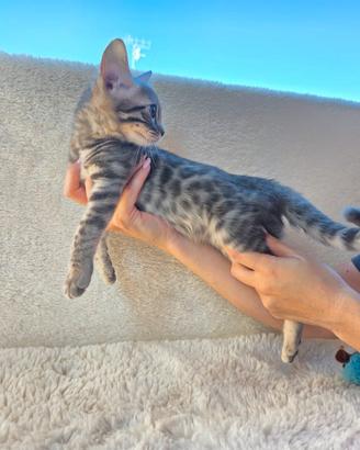 Gatto del Bengala
