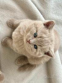 Scottish fold/straight