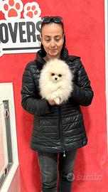 Femmina pomerania total white linee americane