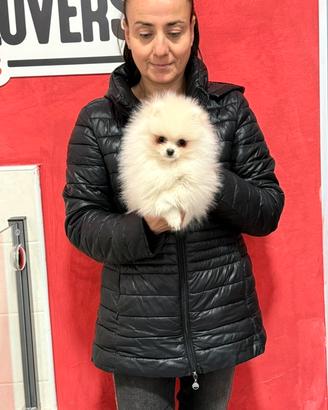 Femmina pomerania total white linee americane