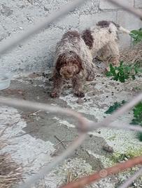 Lagotto