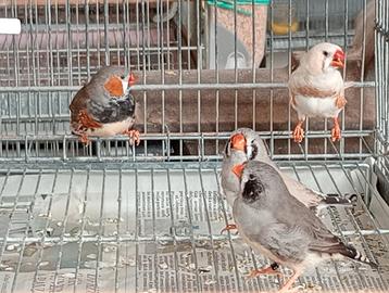 Diamanti mandarini olandesi