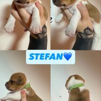 Jack Russell Terrier