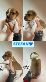 Jack Russell Terrier