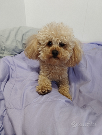 Barboncino Toy per accoppiamento