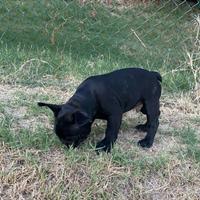 Bulldog francese