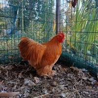 Gallo di razza cocincina nana rosso di otto mesi