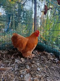 Gallo di razza cocincina nana rosso di otto mesi