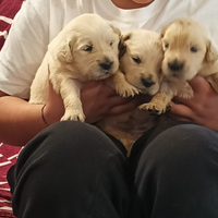 Golden Retriever pedigree Enci