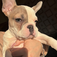 Bulldog francese di appena 3 mesi maschio