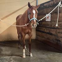 Cavalla 5 anni Saura Quarab domata