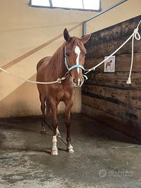 Cavalla 5 anni Saura Quarab domata