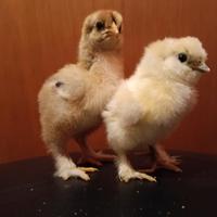 Pulcini galline ornamentali