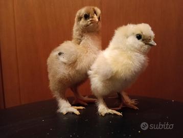 Pulcini galline ornamentali