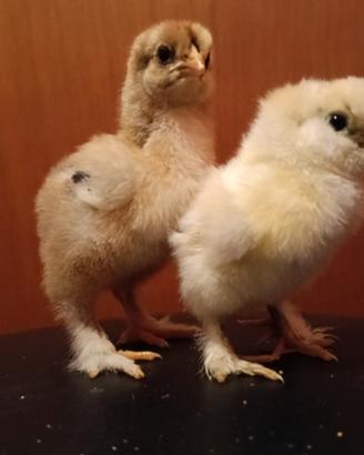 Pulcini galline ornamentali