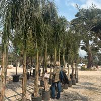 Pianta cocos altezza 350 cm età 10 anni