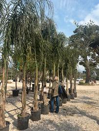 Pianta cocos altezza 350 cm età 10 anni