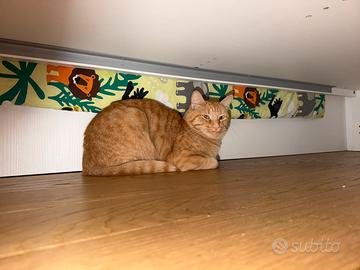 Gatto maschio 2 anni