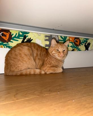 Gatto maschio 2 anni