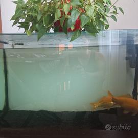 aquario 100 litri