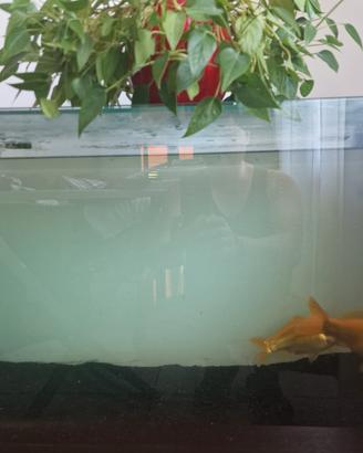 aquario 100 litri