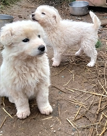 Cuccioli pastore maremmano