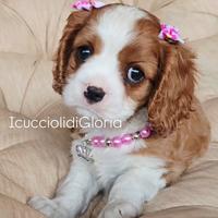 MERAVIGLIOSA CAVALIER KING Blenheim rossa