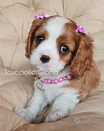 MERAVIGLIOSA CAVALIER KING Blenheim rossa