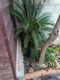Cycas