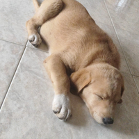 Cuccioli pastore maremmano e tedesco