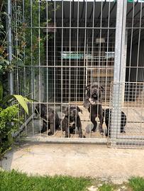 Cane corso femmina grigio due mesi