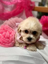 Maltipoo