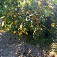 piante di limoni qualità verna