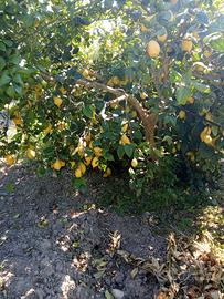 piante di limoni qualità verna