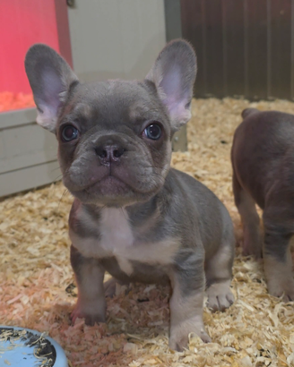Bulldog francese