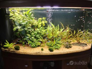 acquario 