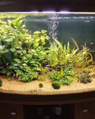 acquario 