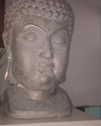 buda grigio 