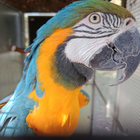 Vari pappagalli e uccelli