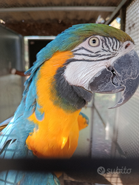 Vari pappagalli e uccelli