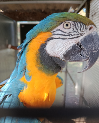 Vari pappagalli e uccelli