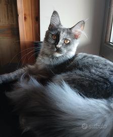 Ariel Maine Coon 6 mesi con pedigree