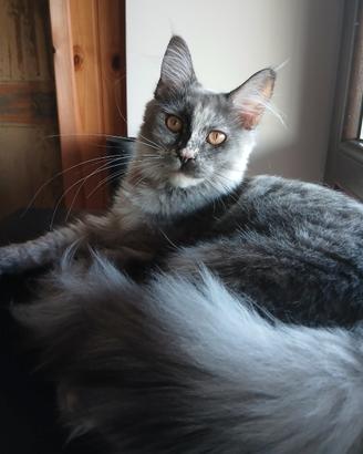 Ariel Maine Coon 6 mesi con pedigree
