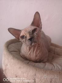 Spinx sterilizzata Torino centro