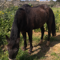 Cavalla adatta a TUTTI