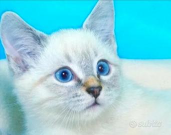 Gattini siamesi tabby