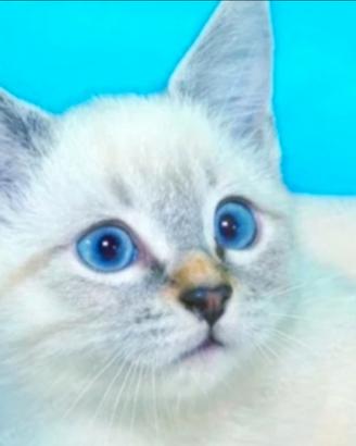 Gattini siamesi tabby